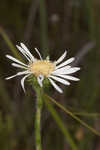 Thistleleaf aster